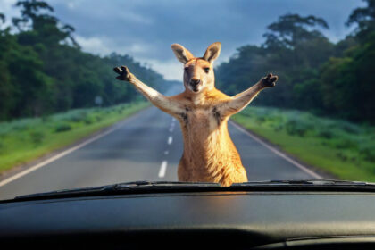 racv-reveals-top-victorian-suburbs-for-kangaroo-car-crashes