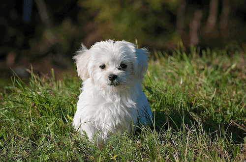 green-living-for-dogs:-how-to-make-your-pet’s-life-more-sustainable