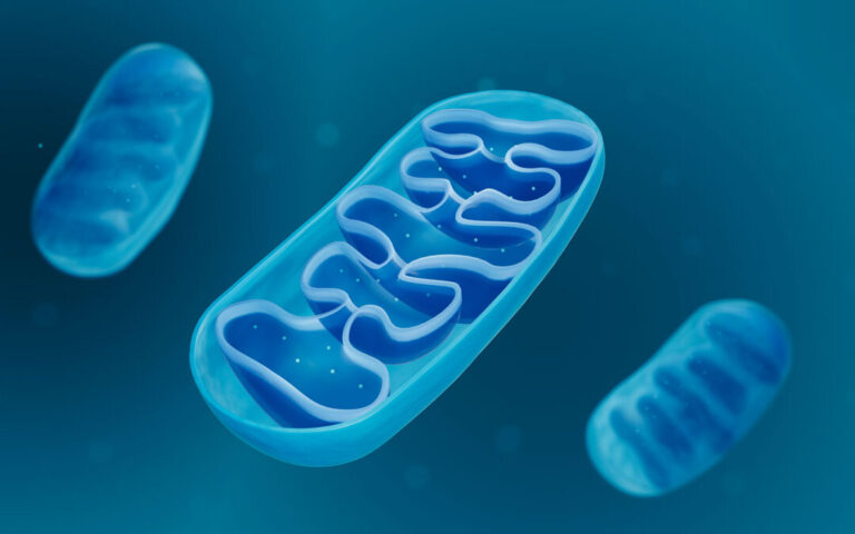 many-diseases-might-be-caused-by-mitochondrial-dysfunction;-here-are-4-ways-to-prevent-it