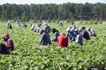 ‘unscrupulous-employers’-misusing-temporary-foreign-worker-program:-federal-memo