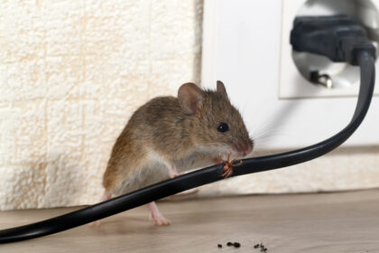 this-is-where-mice-thrive-in-toronto-according-to-an-exterminator