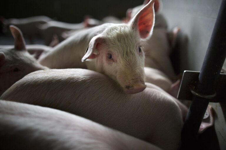 china-hits-eu-pork-with-up-to-62-percent-tariff,-escalating-trade-dispute