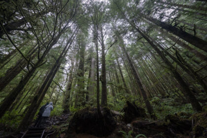 logging-firm-wins-injunction-to-halt-walbran-valley-blockade-on-vancouver-island