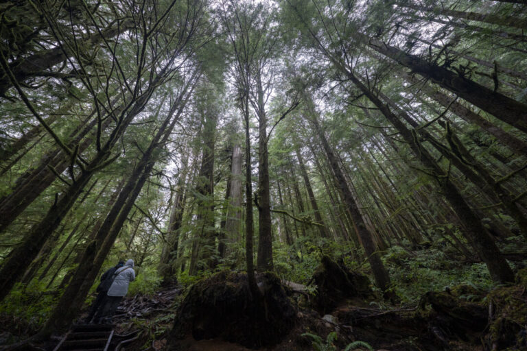 logging-firm-wins-injunction-to-halt-walbran-valley-blockade-on-vancouver-island