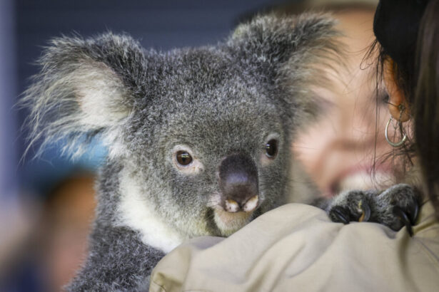 koala-chlamydia-vaccine-receives-australian-tick-of-approval