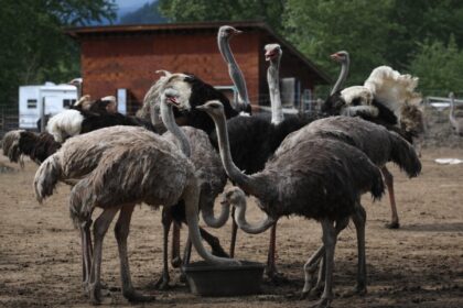 bc-farm-says-it-will-ask-supreme-court-of-canada-to-stop-the-cull-of-400-ostriches