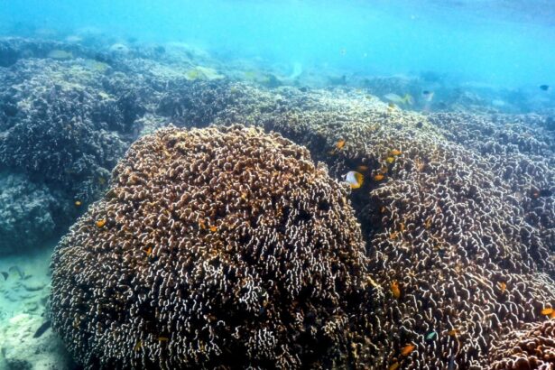 big-plans-for-the-smallest-creatures:-australian-university-to-play-key-conservation-role