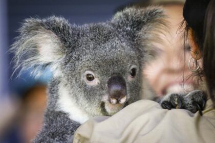 the-great-cull:-australian-kangaroos,-koalas,-and-brumbies