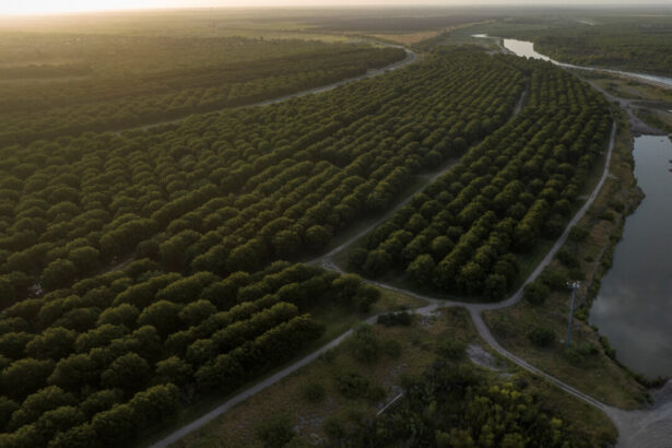 china-investigates-us,-mexican-pecan-imports,-mexico’s-tariffs-as-trade-tensions-escalate