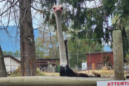 bc-mp-calls-for-testing-of-ostriches-before-cull-order-is-enforced