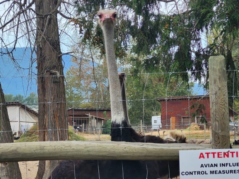 bc-mp-calls-for-testing-of-ostriches-before-cull-order-is-enforced