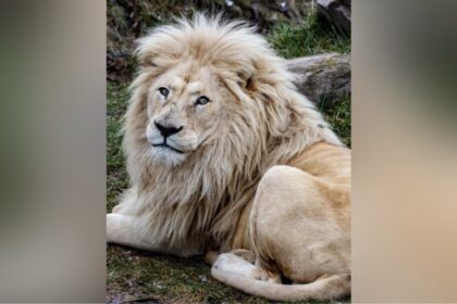 fan-favourite-lion-put-down-at-toronto-zoo-after-months-of-veterinary-care