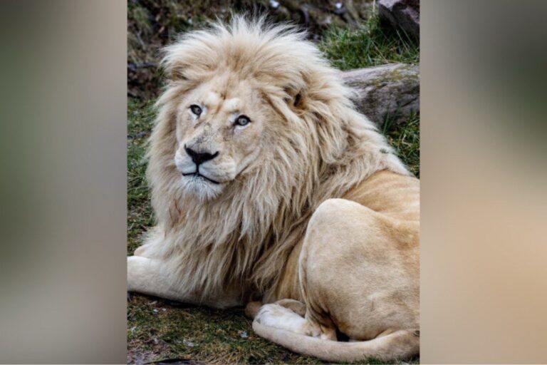 fan-favourite-lion-put-down-at-toronto-zoo-after-months-of-veterinary-care