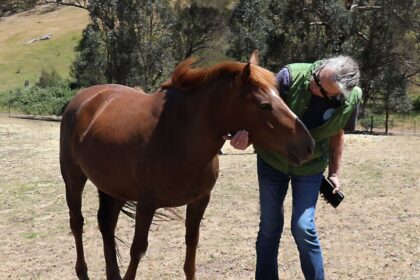 ‘they’re-not-feral’:-brumby-rescue-volunteers-call-for-end-to-culling