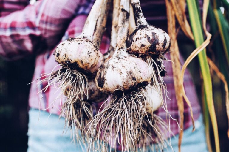garlic:-the-easy-to-grow-vegetable-with-a-wealth-of-health-benefits