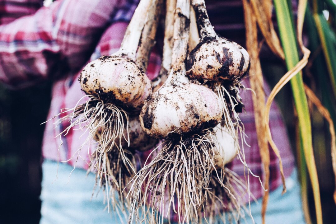 garlic:-the-easy-to-grow-vegetable-with-a-wealth-of-health-benefits