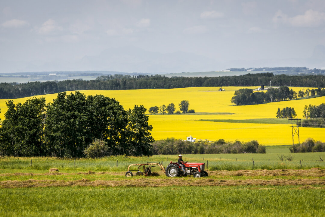 china’s-envoy-says-beijing-will-scrap-canola-tariffs-if-canada-drops-ev-levies