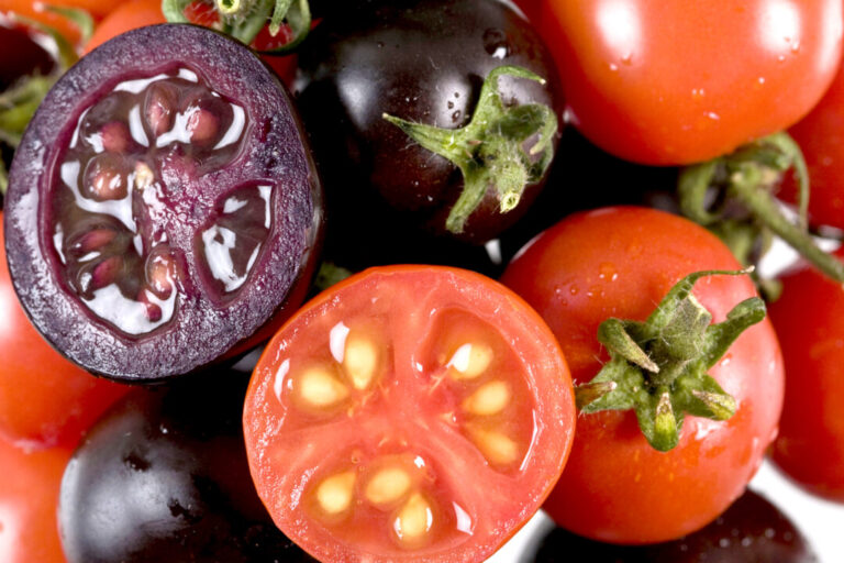 ‘protect-our-seeds’:-canadian-farmers-raise-concerns-over-potential-sale-of-gm-seeds-to-home-gardeners