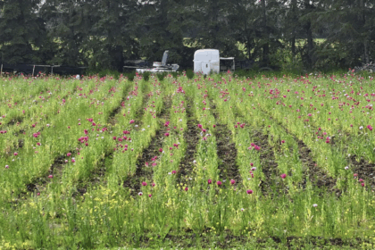 edmonton-police-seize-60,000-opium-poppy-plants-from-property