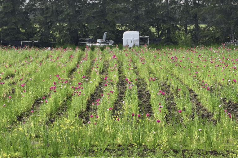 edmonton-police-seize-60,000-opium-poppy-plants-from-property