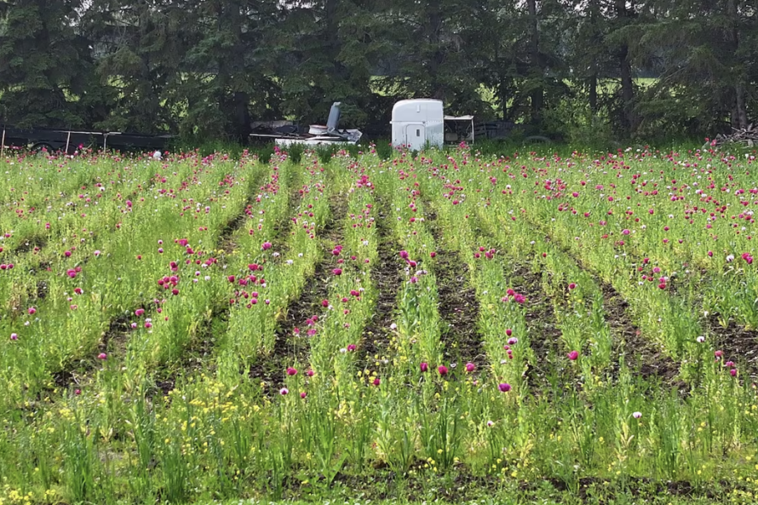 edmonton-police-seize-60,000-opium-poppy-plants-from-property