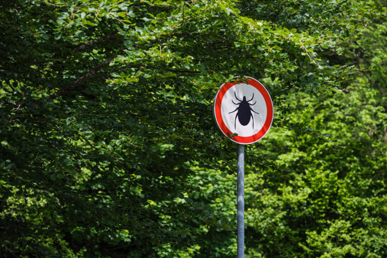 after-decades-of-dismissal,-chronic-lyme-disease-is-now-recognized