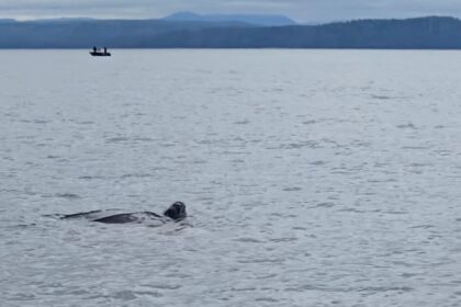 close-encounter:-rare-leatherback-sea-turtle-spotted-off-bc-coast