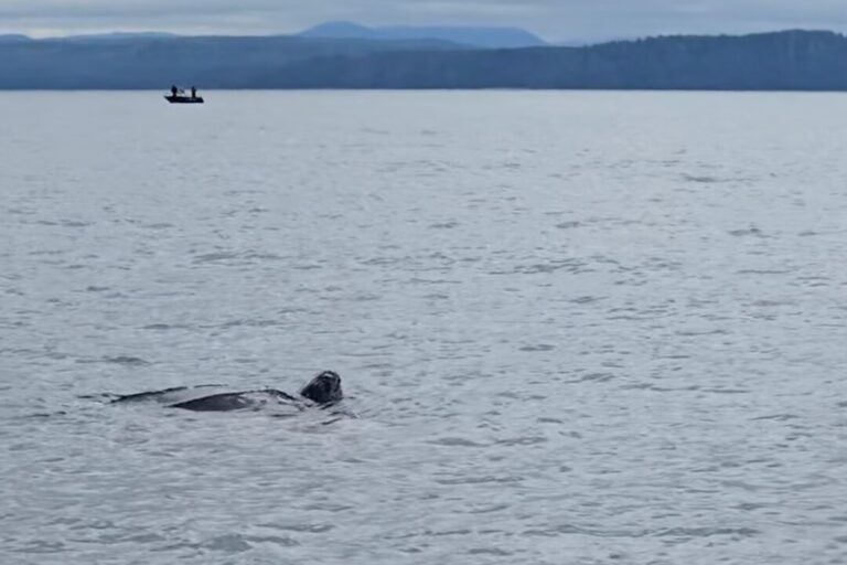 close-encounter:-rare-leatherback-sea-turtle-spotted-off-bc-coast