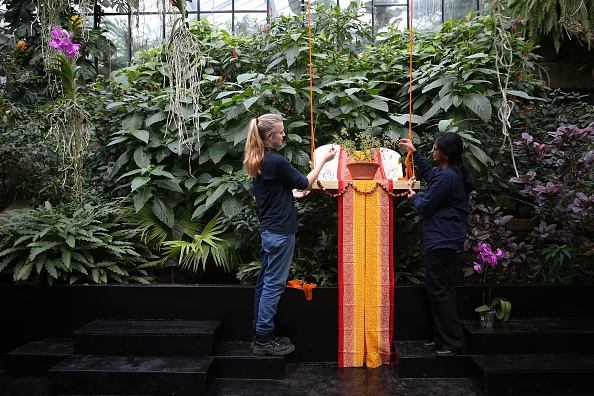 from-temples-to-teacups:-the-3,000-year-old-leaf-that-rejuvenates-body-and-soul