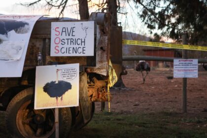 rcmp-make-3rd-arrest-at-bc-ostrich-farm