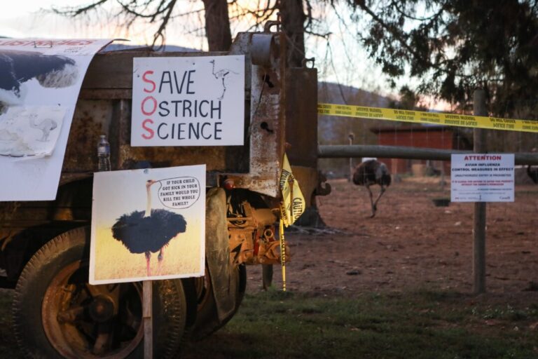 rcmp-make-3rd-arrest-at-bc-ostrich-farm