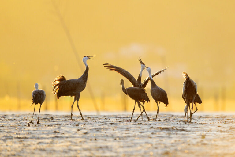 where-nature-heals:-south-korea’s-suncheon’s-journey-from-wetlands-to-a-global-sanctuary