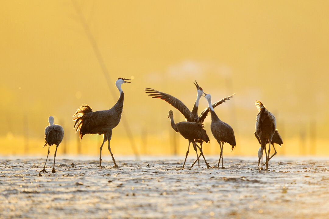 where-nature-heals:-south-korea’s-suncheon’s-journey-from-wetlands-to-a-global-sanctuary