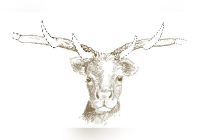 ontario-researchers-solve-nearly-50-year-old-mystery-of-toronto’s-‘subway-deer’-fossil