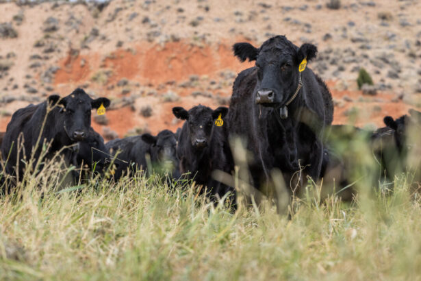 here’s-what’s-behind-surging-prices-of-beef