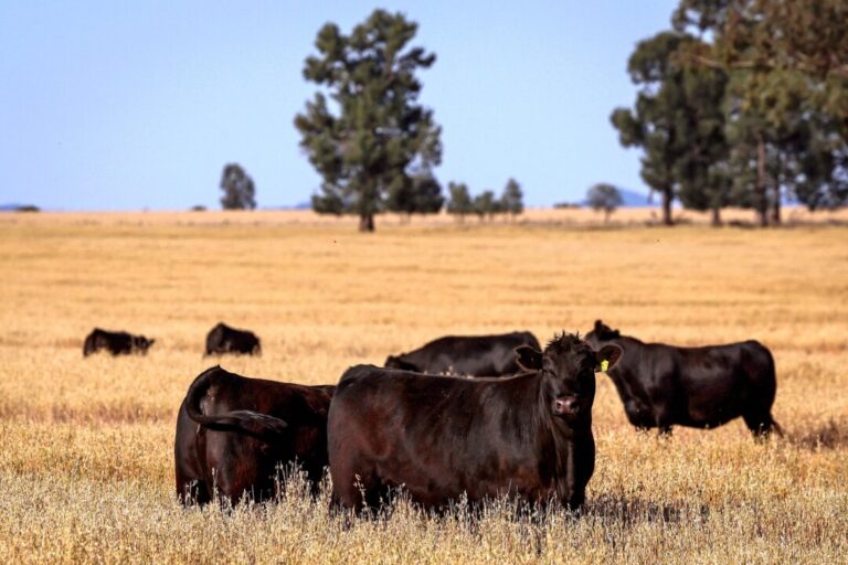 meat-industry-says-us-beef-imports-will-have-‘minimal-impact’-on-local-market