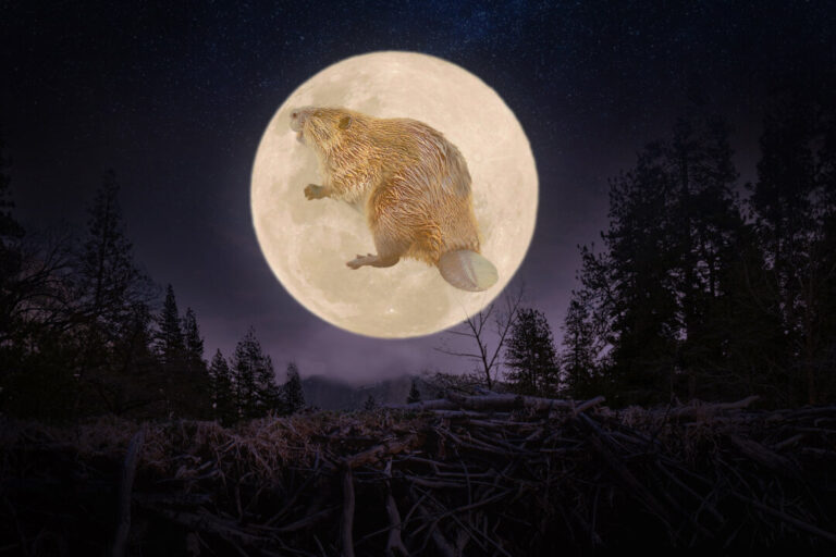 the-biggest-supermoon-of-2025-will-be-the-full-‘beaver-moon’—here’s-what-to-know