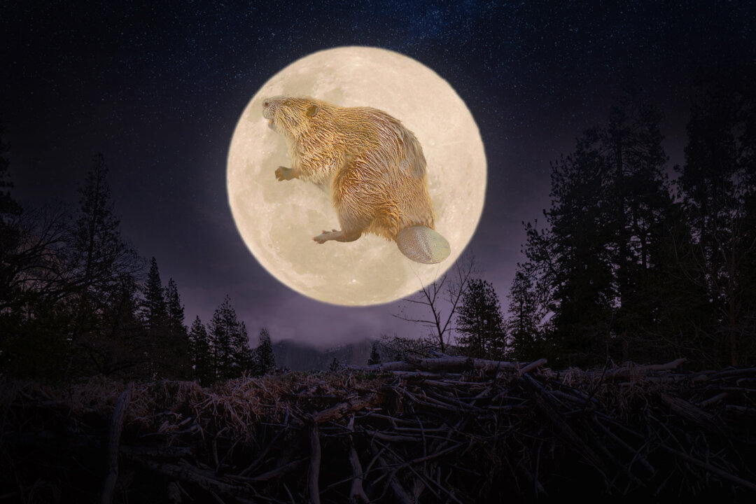 the-biggest-supermoon-of-2025-will-be-the-full-‘beaver-moon’—here’s-what-to-know