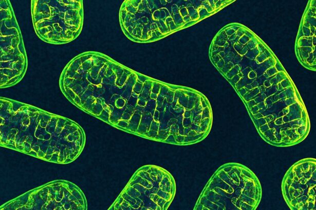 mitochondria:-this-first-responder-may-ease-chronic-inflammation