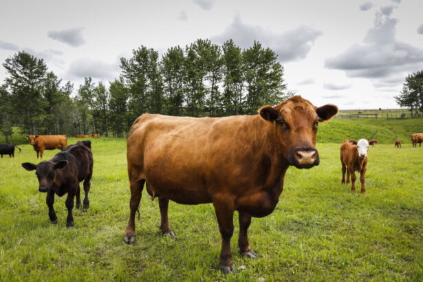 tories-call-on-cfia-to-abandon-proposed-changes-to-livestock-tracking-regulations
