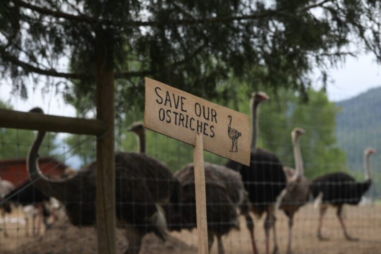 man-dies-at-ostrich-farm-protest-camp:-bc-rcmp