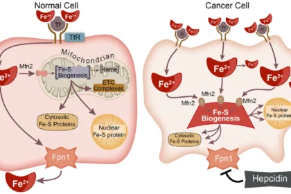 sulfur-anticancer-benefits