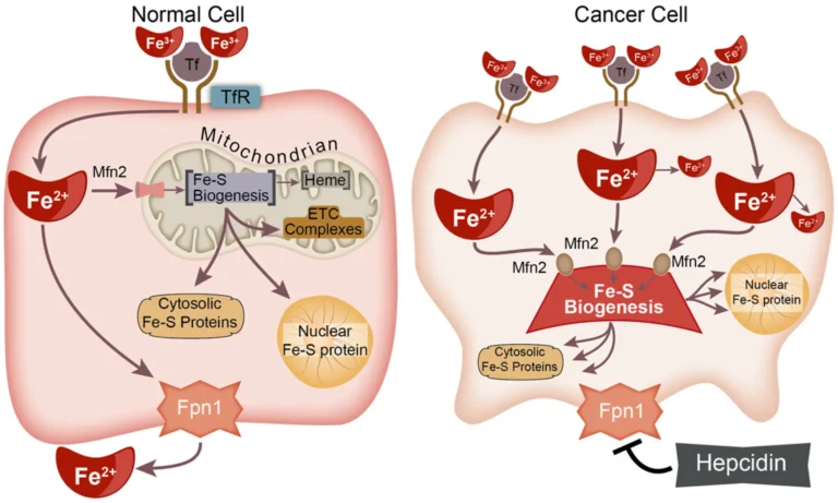 sulfur-anticancer-benefits