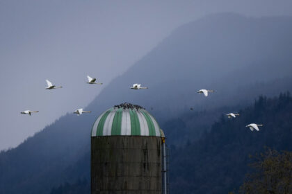 animal-sanctuary-staff-in-summerland,-bc,-‘devastated’-by-avian-flu-case