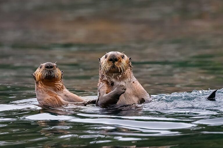 research-finds-‘forever-chemicals’-in-bc-sea-otters-for-first-time