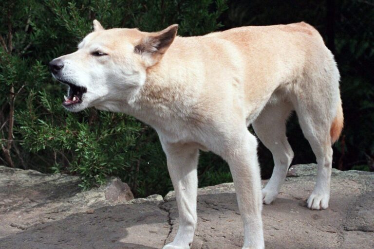 dingo-pack-surrounded-canadian-found-dead-on-beach,-australian-police-say