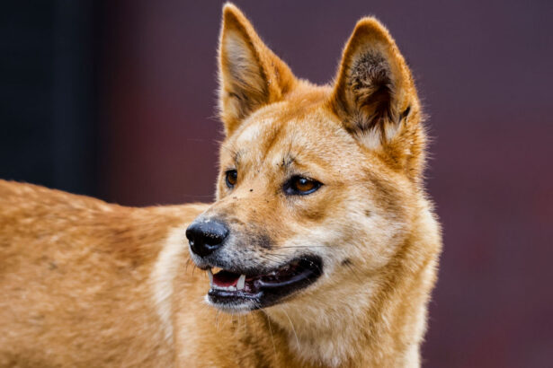 police-probe-death-of-canadian-woman-found-surrounded-by-dingoes