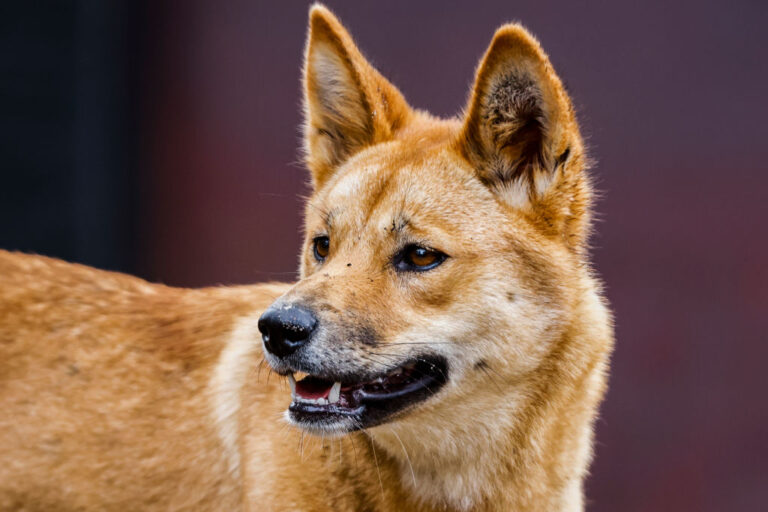 police-probe-death-of-canadian-woman-found-surrounded-by-dingoes