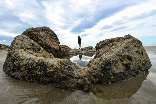 new-zealand-minister-blames-‘ethnic-vacuum-cleaner’-for-stripping-beaches-of-sea-life