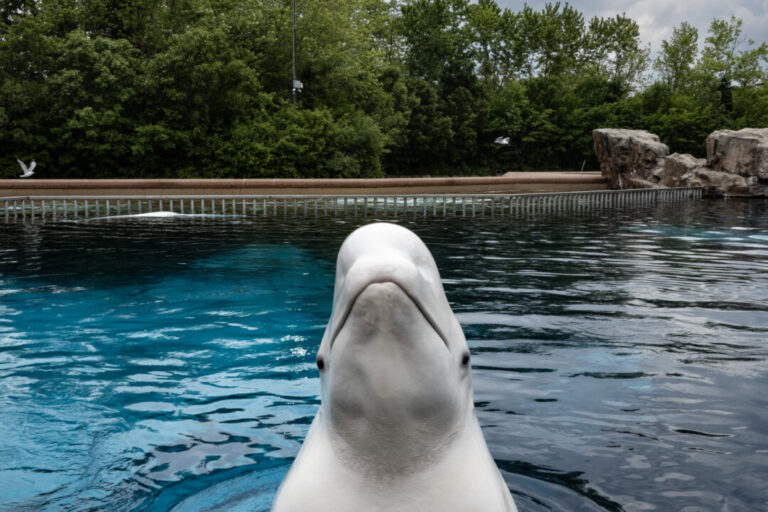marineland-now-seeking-permits-to-ship-remaining-belugas-to-us:-sources